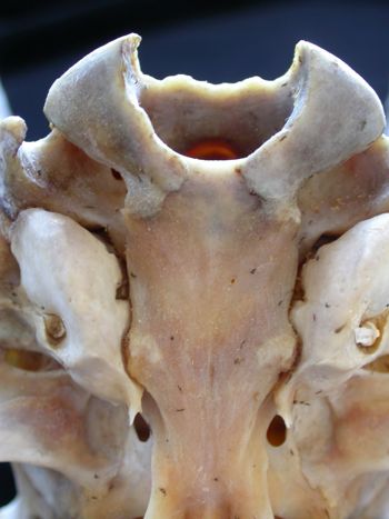 Media type: image;   Mammalogy 61368
